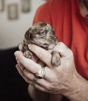 Peanut Butters, a male Shihpoo and Poodle - Miniature  for sale in Cumberland Furnace, TN – 1 of 3