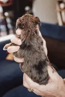 Waffles, a male Pembroke Welsh Corgi and Poodle - Miniature  for sale in Cumberland Furnace, TN – 6 of 8