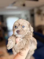 Biscuit, a male Shihpoo for sale in Cumberland Furnace, TN – 3 of 6