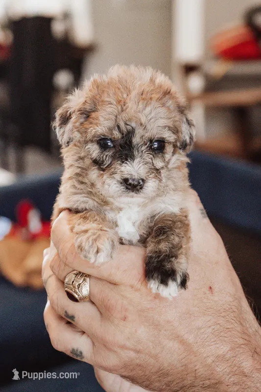 Tater Tot – Poodle - Miniature  puppy for sale in Cumberland Furnace, TN
