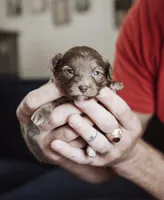Tootsie, a female Shihpoo and Poodle - Miniature  for sale in Cumberland Furnace, TN – 2 of 4