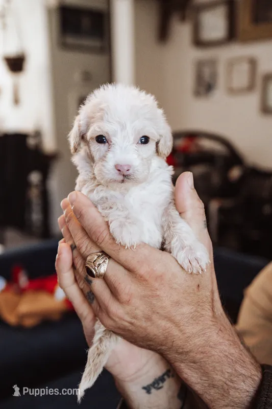 Cookie – Poodle - Miniature  puppy for sale in Cumberland Furnace, TN