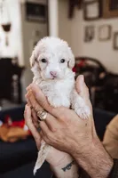 Cookie, a male Pembroke Welsh Corgi and Poodle - Miniature  for sale in Cumberland Furnace, TN – 3 of 8