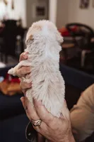 Cookie, a male Pembroke Welsh Corgi and Poodle - Miniature  for sale in Cumberland Furnace, TN – 4 of 8