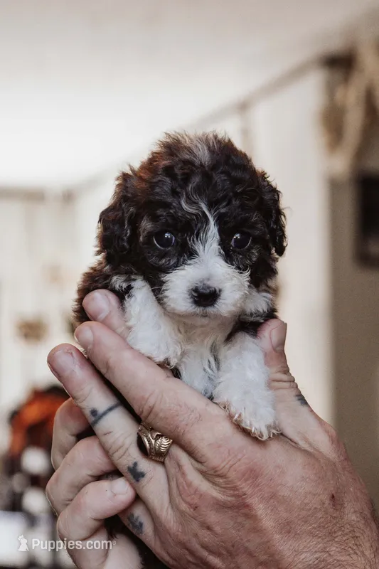 Nugget – Poodle - Miniature  puppy for sale in Cumberland Furnace, TN