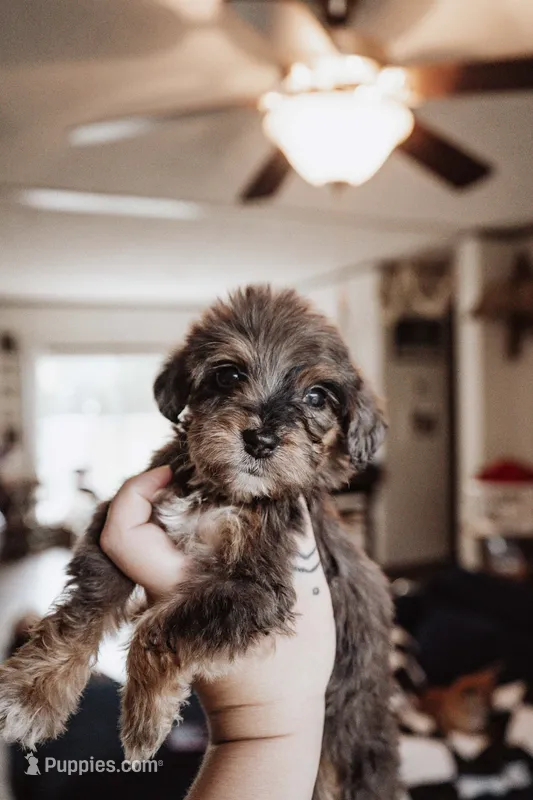 Waffles – Poodle - Miniature  puppy for sale in Cumberland Furnace, TN