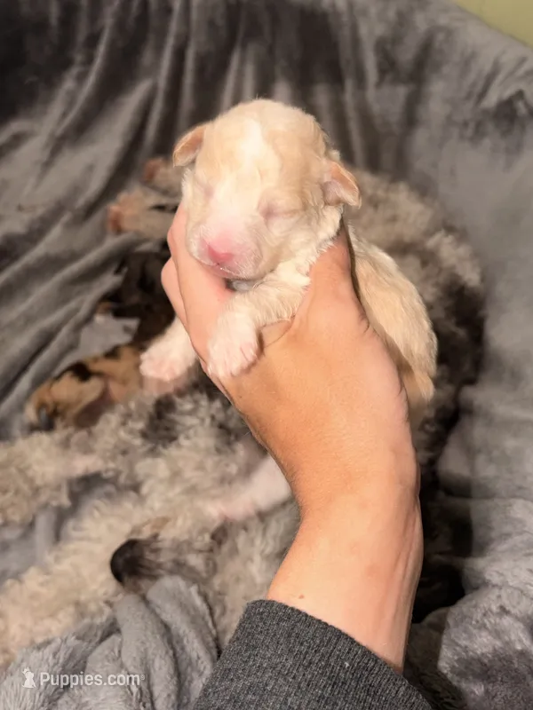 Tater Tot – Pembroke Welsh Corgi, Poodle - Miniature  puppy for sale in Cumberland Furnace, TN