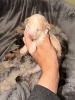Tater Tot, a male Pembroke Welsh Corgi and Poodle - Miniature  for sale in Cumberland Furnace, TN – 1 of 3