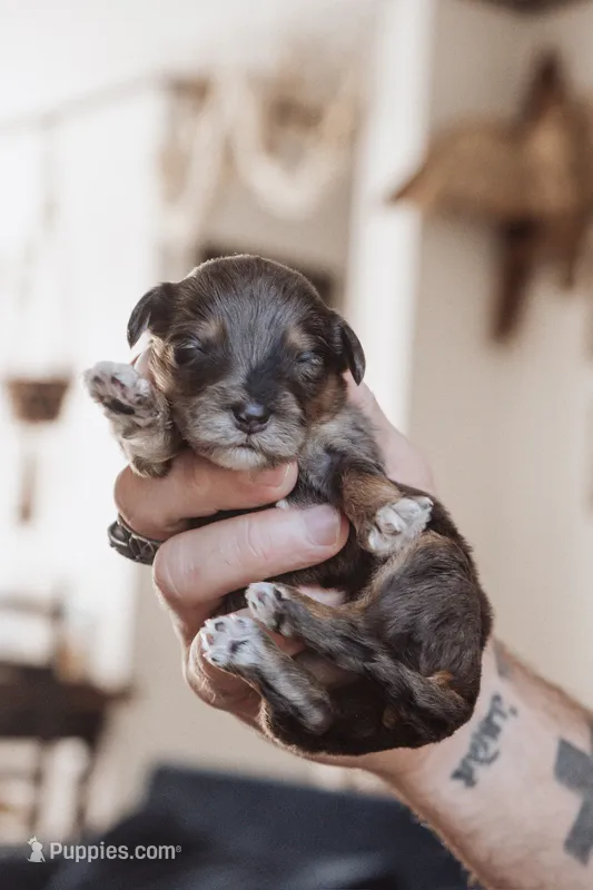 Waffles – Poodle - Miniature  puppy for sale in Cumberland Furnace, TN
