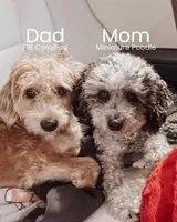 Waffles, a female Poodle - Miniature  for sale in Cumberland Furnace, TN – 3 of 3