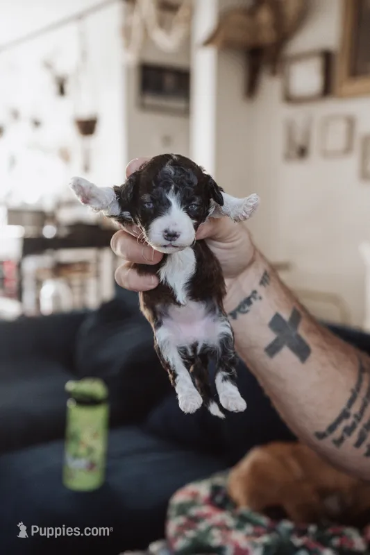 Nugget – Poodle - Miniature  puppy for sale in Cumberland Furnace, TN