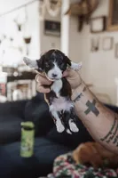 Nugget, a female Poodle - Miniature  for sale in Cumberland Furnace, TN – 1 of 5