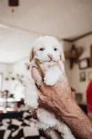 Cookie, a male Pembroke Welsh Corgi and Poodle - Miniature  for sale in Cumberland Furnace, TN – 2 of 8
