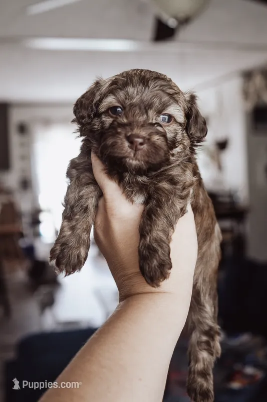 Cocoa – Shihpoo, Poodle - Miniature  puppy for sale in Cumberland Furnace, TN