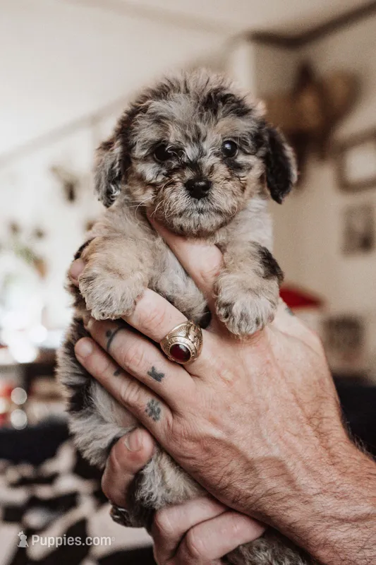 Blueberry Muffin – Poodle - Miniature  puppy for sale in Cumberland Furnace, TN
