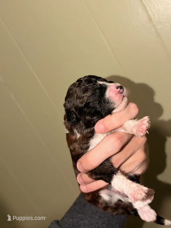 Nugget – Pembroke Welsh Corgi, Poodle - Miniature  puppy for sale in Cumberland Furnace, TN
