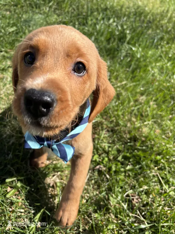 Pluto – Labradoodle puppy for sale in Beltsville, MD