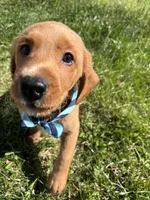 Pluto, a male Labradoodle for sale in Beltsville, MD – Photo 1 of 5