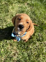 Pluto, a male Labradoodle for sale in Beltsville, MD – Photo 3 of 5