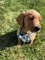 Pluto, a male Labradoodle for sale in Beltsville, MD – Photo 2 of 5