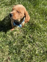 Pluto, a male Labradoodle for sale in Beltsville, MD – Photo 5 of 5