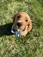 Pluto, a male Labradoodle for sale in Beltsville, MD – Photo 4 of 5