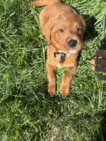 Pritzel, a male Labradoodle for sale in Beltsville, MD – Photo 3 of 6