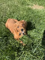 Pritzel, a male Labradoodle for sale in Beltsville, MD – Photo 6 of 6