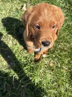 Pritzel, a male Labradoodle for sale in Beltsville, MD – Photo 1 of 6