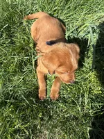 Pritzel, a male Labradoodle for sale in Beltsville, MD – Photo 4 of 6