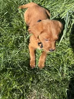 Pritzel, a male Labradoodle for sale in Beltsville, MD – Photo 5 of 6