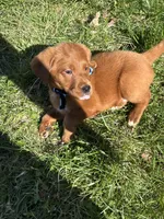 Pritzel, a male Labradoodle for sale in Beltsville, MD – Photo 2 of 6