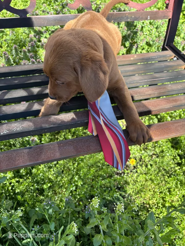 Prince – Labradoodle puppy for sale in Beltsville, MD