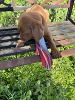 Prince, a male Labradoodle for sale in Beltsville, MD – Photo 1 of 6