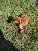 Prince, a male Labradoodle for sale in Beltsville, MD – Photo 5 of 6
