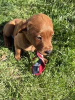 Prince, a male Labradoodle for sale in Beltsville, MD – Photo 2 of 6
