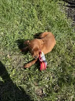 Prince, a male Labradoodle for sale in Beltsville, MD – Photo 6 of 6
