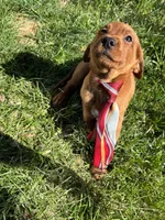 Prince, a male Labradoodle for sale in Beltsville, MD – Photo 4 of 6