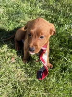 Prince, a male Labradoodle for sale in Beltsville, MD – Photo 3 of 6