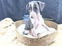 Piper 2 M, a male Italian Greyhound for sale in Havana, AR – 10 of 10