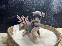 Storm 3, a female Italian Greyhound for sale in Havana, AR – 8 of 9