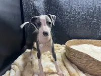 Babs, a female Italian Greyhound for sale in Havana, AR – 9 of 9