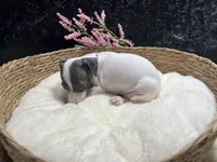 Storm1, a female Italian Greyhound for sale in Havana, AR – 5 of 9