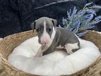 Giulia 5M, a male Italian Greyhound for sale in Havana, AR – 4 of 8