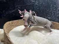Till/Pete 5, a female Italian Greyhound for sale in Havana, AR – 7 of 10
