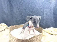 Piper 1 F, a female Italian Greyhound for sale in Havana, AR – 5 of 8