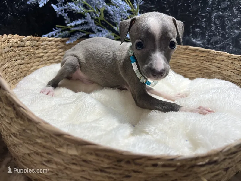 Weston – Italian Greyhound puppy for sale in Havana, AR