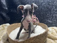 Pen/Bart, a female Italian Greyhound for sale in Havana, AR – 7 of 10