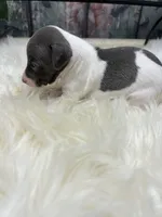 A&P F 8098, a female Italian Greyhound for sale in Havana, AR – Photo 7 of 8