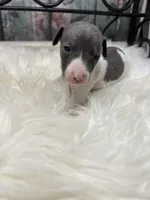 A&P F 8098, a female Italian Greyhound for sale in Havana, AR – Photo 5 of 8